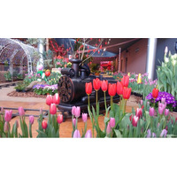 【JAF富山】「第40回春を呼ぶチューリップ展」にJAFブースを出展！楽しみながら交通安全について学びましょう