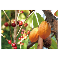 大阪市の植物園”咲くやこの花館”『カカオとコーヒー展』/カカオやコーヒーがどんな風に実っているのか？みんなの口に入るまでの道のりや、美味しくなる秘密がわかるイベント開催！