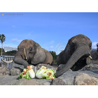 アフリカゾウへ手作り恵方巻をプレゼント！節分特別イベントを開催しました