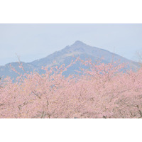 【2月下旬より桜リレー スタート！】早咲きの河津桜から晩春の八重桜まで約2ヶ月にわたり桜を堪能