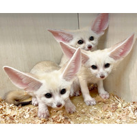 伊豆シャボテン動物公園が運営する「屋内型ふれあい動物園 アニタッチ MARK IS 静岡」で、世界最小のキツネ「フェネック」の3つ子がすくすく成長中！