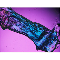 【大阪工業大学】海の宝石に着想得た新発光材料を開発