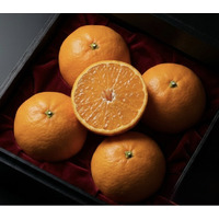 【愛媛限定栽培】“愛媛で人気の隠れ名品”、全国ではまだ希少な柑橘『甘平（かんぺい）』-老舗農園「かじ坊」より産地直送で数量限定発売