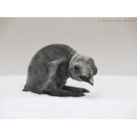 キングペンギンの赤ちゃんの誕生シーズンを迎え１羽目の赤ちゃんが誕生しました！