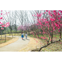 小さな春がいっぱい！「早春フェスタ」を開催します（国営讃岐まんのう公園）