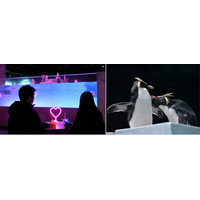 ペンギンたちが愛を伝え合う、ハートがあふれる「冬の、愛のすいぞくかん」はいよいよハイライト！バレンタイン・ホワイトデーにぴったりな特別チケット「スイートペアチケット」が新登場