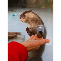 四国水族館で「コツメカワウソのふれあい体験」 2026年2月6日（金）よりスタート！