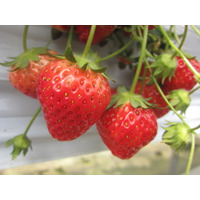 【JAF山形】JAFデー in めざみの里観光いちご園「いちご狩り体験」を開催します