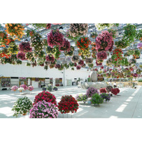 「HANA・BIYORI」6周年＆「花景の湯」2周年