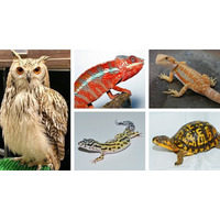 会えばあなたも虜に。エキゾチックアニマルの祭典「レプタイルズフィーバー」いよいよ今週末開幕！新企画も盛りだくさん！