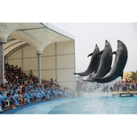 イルカたちの水しぶきとみんなの手拍子でつくりあげる春限定のイルカショー「SPLAP（スプラップ）」開催！南知多おもちゃ王国２０周年イベントも！＜愛知＞