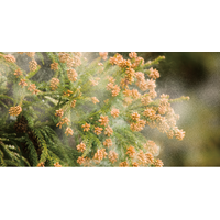 花粉シーズン本格化、コインランドリーによる花粉対策を提案