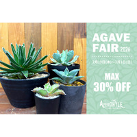 ～世界の植物と昆虫のお店～APERO HYLE(アペロヒューレ) アガベフェアが今年も開催★心に刺さるアガベが見つかるかも！？