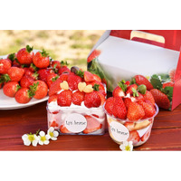 【福岡県大木町】自分で収穫した苺が主役の特別なパティシエ体験。摘みたて「あまおう」とこだわりの生クリームが織りなす４日間限定イベント、2026年3月28日より開催