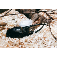 「昆虫」が「引きこもり」の背中を押す。会話不要の居場所「こもりっこ会」2/23(祝)開催！