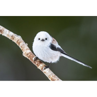 シマエナガを探しに冬の支笏湖を散策――「しこつ湖 鶴雅リゾートスパ 水の謌」で湖畔トレッキング付きプランを販売中