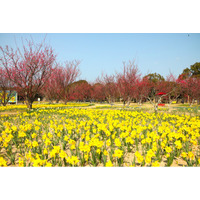 セイヨウスイセン、ウメ見頃【国営海の中道海浜公園】