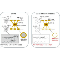 【摂南大学】ALSの原因タンパク質TDP-43の新たな機能を発見