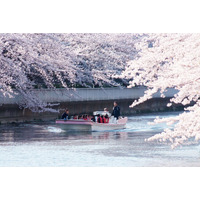 【東京ベイ潮見プリンスホテル】桜と潮風を愉しむ“桜づくし体験”　桜クルーズ＆人力車で潮見ならではのお花見を