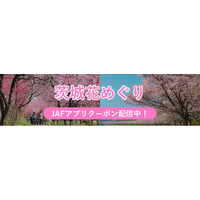 【JAF茨城】県内の花の名所をお得にドライブ！「花めぐり～JAFアプリクーポンでお得に楽しむ茨城の春～」を実施しております