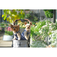 愛犬と花に囲まれ、自然を満喫する『ペットフレンドリーデイズ』開催！