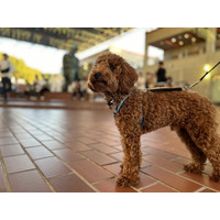 【野外民族博物館リトルワールド】愛犬ともっと身近に。施設内の「ワンちゃん同伴可能エリア」を大幅拡大！飼い主様に嬉しいドッグポールも14か所新設。《愛知》