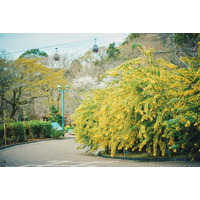 早春の人気のロケーション「ミモザのある風景」が例年より早く見ごろに。神戸布引ハーブ園に少しずつ春が訪れています。ふわふわで可愛い「ミモザ」と「神戸の街並み」を一緒に楽しめるフォトスポットは人気です。