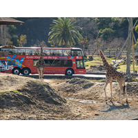 「泉都めぐり スカイバス白浜」× アドベンチャーワールド 白浜町内観光からサファリへ直行！高さ３．５mの視点からキリンと見つめ合う４日間限定の特別便