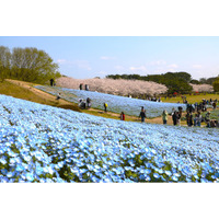 海の中道フラワーピクニック2026開催【国営海の中道海浜公園】