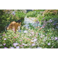 色鮮やかな春、到来。山上のリゾート