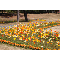 風に揺れるアイスランドポピー見頃【国営海の中道海浜公園】