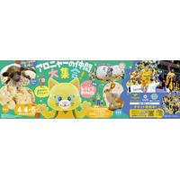 【香川ファイブアローズ】4/4-5ホームゲーム 安藤不動産presents「しろとり動物園」出張動物園がやってくる！