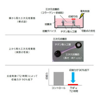 神戸学院大学×大阪工業大学　炎症が筋力を弱める仕組みの一端を明らかに