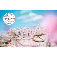 【春の山梨県笛吹川フルーツ公園】富士山と桃源郷が一緒に観られる鑑賞スポットへ。お花見イベントも開催