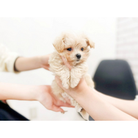 ペッツファースト ペットの幸せな生涯を守る2025年の取り組みと実績