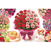 【母の日ギフト2026】1鉢で2色を楽しめる「2色カーネーション」に新色追加【おいもや】