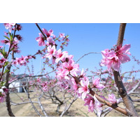 川西特産の早生桃の花 今年も開花 / 兵庫県川西市
