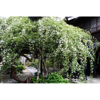 【愛知県半田市】日本最古・最大級！樹齢160年を超えハートの形になった「愛」を象徴する白モッコウバラを特別公開！