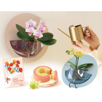 母の日に“壁にも飾れる胡蝶蘭”を提案、2WAYで楽しめるミディ胡蝶蘭「HALO」を展開【おいもや】