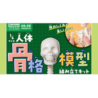 つくって・はって・動かして　人体骨格模型で体のしくみが楽しくわかる本格キットが新発売！　人体白地図パネルや器官系シート、内臓シールつき