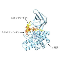 「細菌毒素を直接阻害」する新戦略、ガス壊疽治療の未来を切り拓く