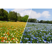 ～春爛漫の花景色～アイスランドポピー・ネモフィラ見頃です（国営武蔵丘陵森林公園）
