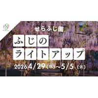 【広島／世羅】ふじのライトアップ「ふじとルピナスまつり」園内をライトアップします　4月29日から5月5日まで《せらふじ園》