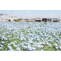 【埼玉県北本市】ネモフィラが見ごろです！