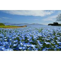 ネモフィラの見頃期間を延長！　満開は4月26日まで、見頃後半は5月1日まで（国営ひたち海浜公園）