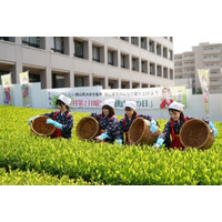 【埼玉県入間市】”市役所の茶畑”で新茶を五感で体感する「八十八夜　新茶まつり」開催