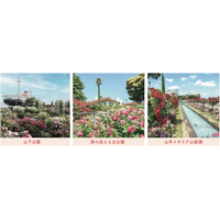 横浜の街が“バラ”色に染まる１ヶ月！詳細決定！　【横浜ローズウィーク２０２６】５月２日（土）スタート！　港・西洋館・公園・街歩き・グルメまで、横浜ならではの“バラの街歩き”を展開