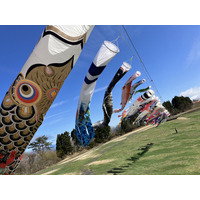 見て、遊んで、食べて。全部が主役のGWへ。【びわこ箱館山】　130匹の鯉のぼり×100m虹色スライダー×苺パフェ