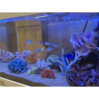 学ベルイベント「わくわく　移動水族館」開催