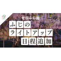 【広島／世羅】園内ライトアップの日程を追加します　ふじとルピナスまつり《せらふじ園》